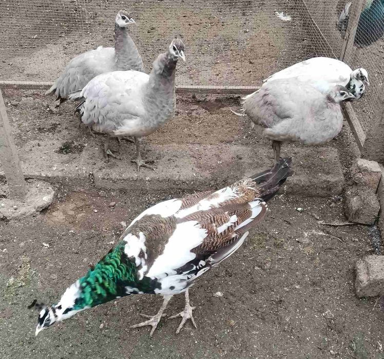 Осем месечни пауни