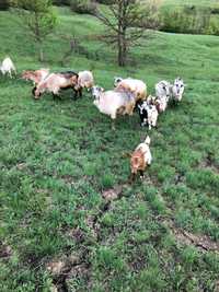 Capre romanesti 10 capre