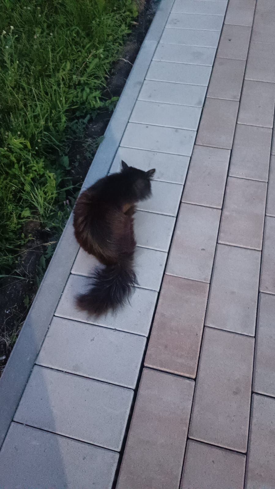 Отдам. Котиков. В добрые руки.