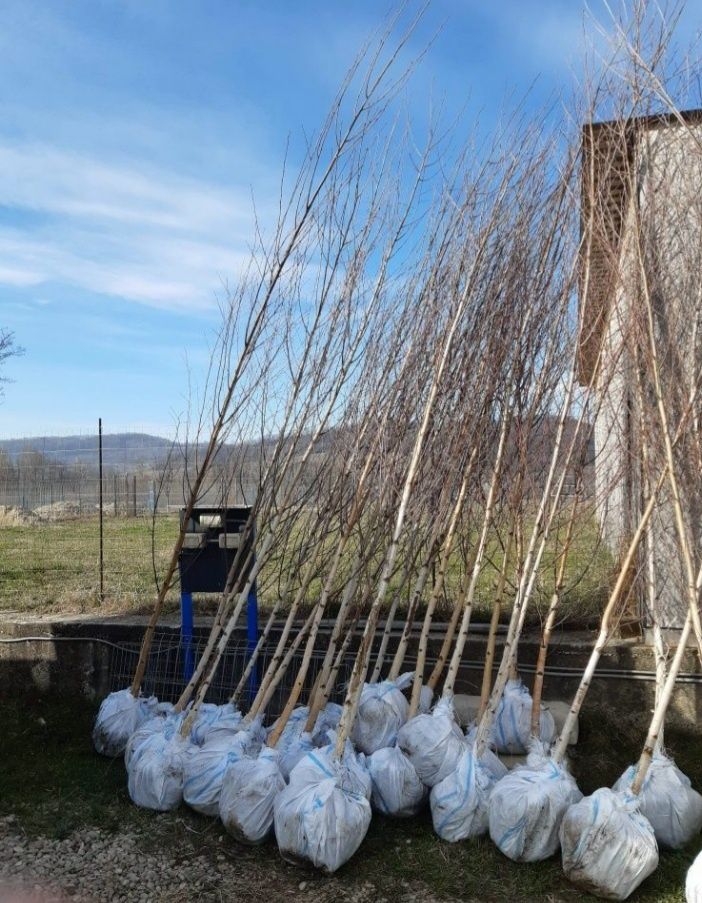 leylandii gazon rulou tuia smarald mesteacan magnolia