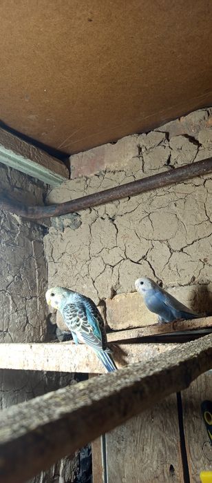 Срочно продам молодых попугаев