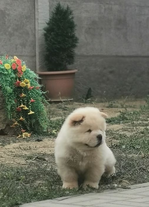CHOW CHOW femela cream cu pedigree