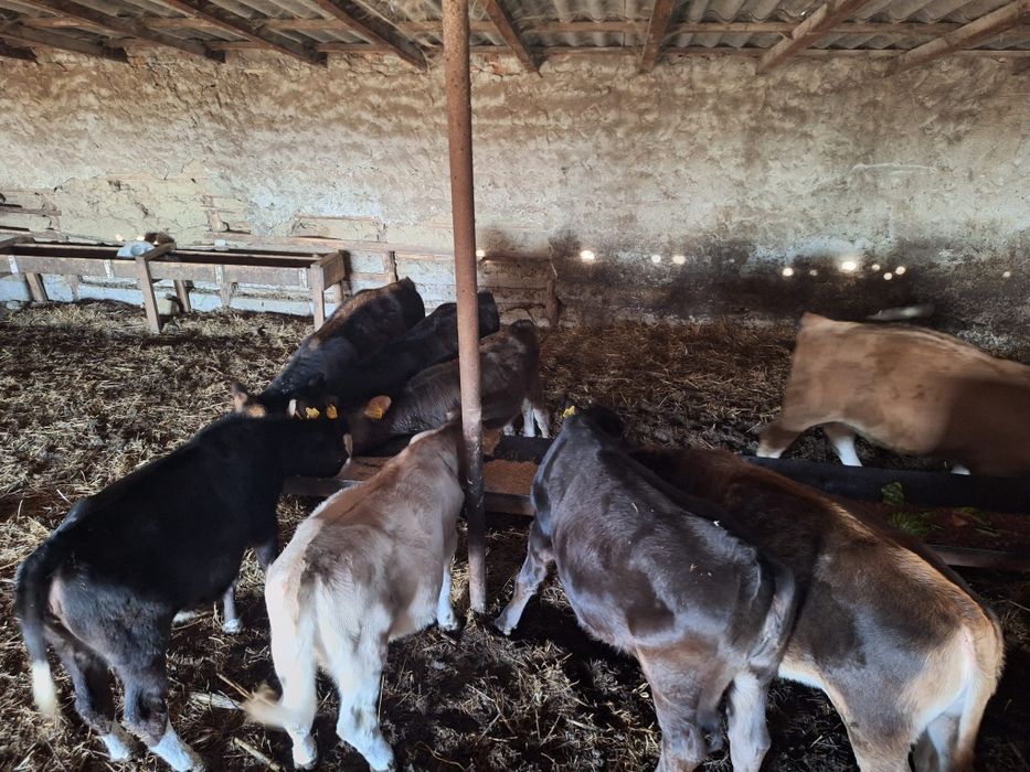 Vând 9 vițele, rasa mixta