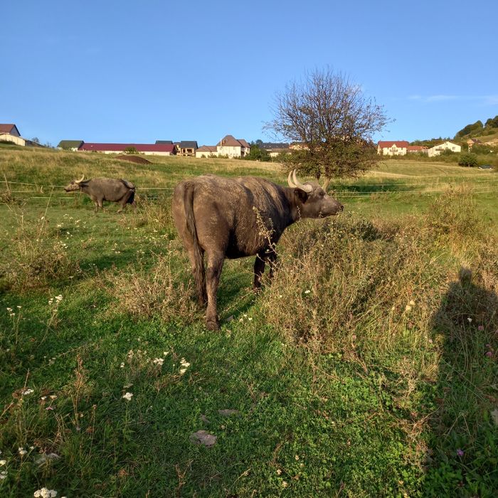 Bivolite de vânzare , tinere