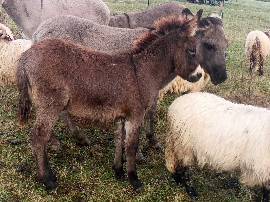 Țapi frumoși de vânzare