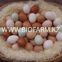 Инкубационное яйцо кур, уток, индейки, гусей, перепелов