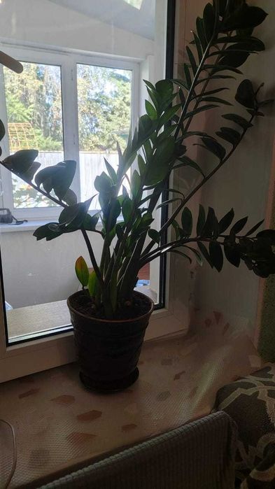 Продам домашний цветок долларовое дерево