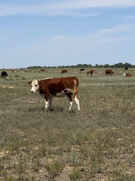 Қашарлар сатылады