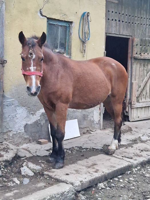 Vând cal comuna Chiochis, sat Țentea