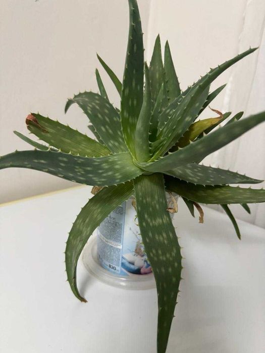 Продам Алое, Фикус, Денежное дерево