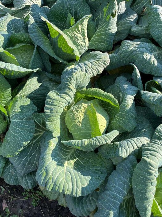 Varza pentru murat (cataleya)