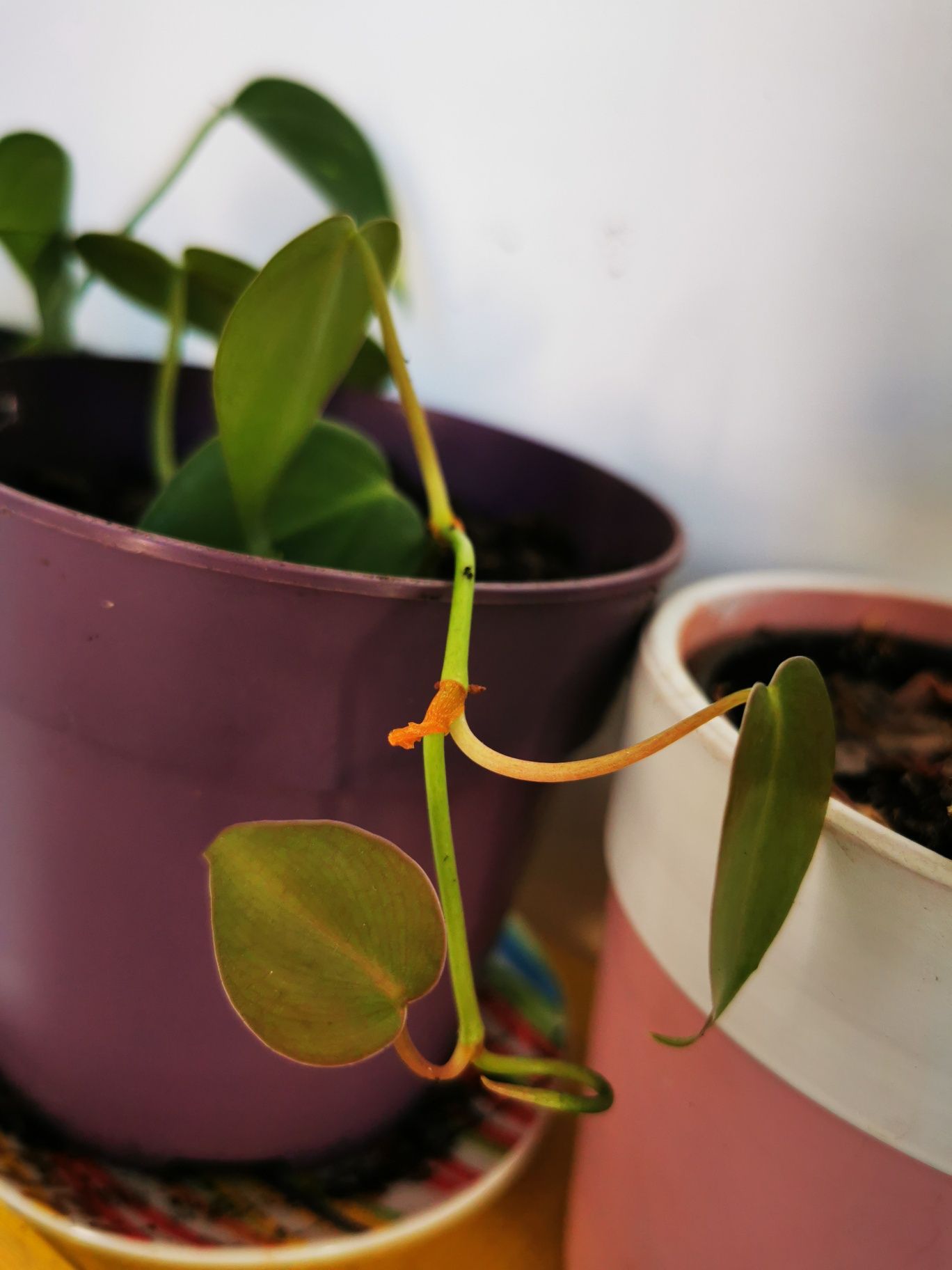 Plante diverse aloe, ivy, heart leaf