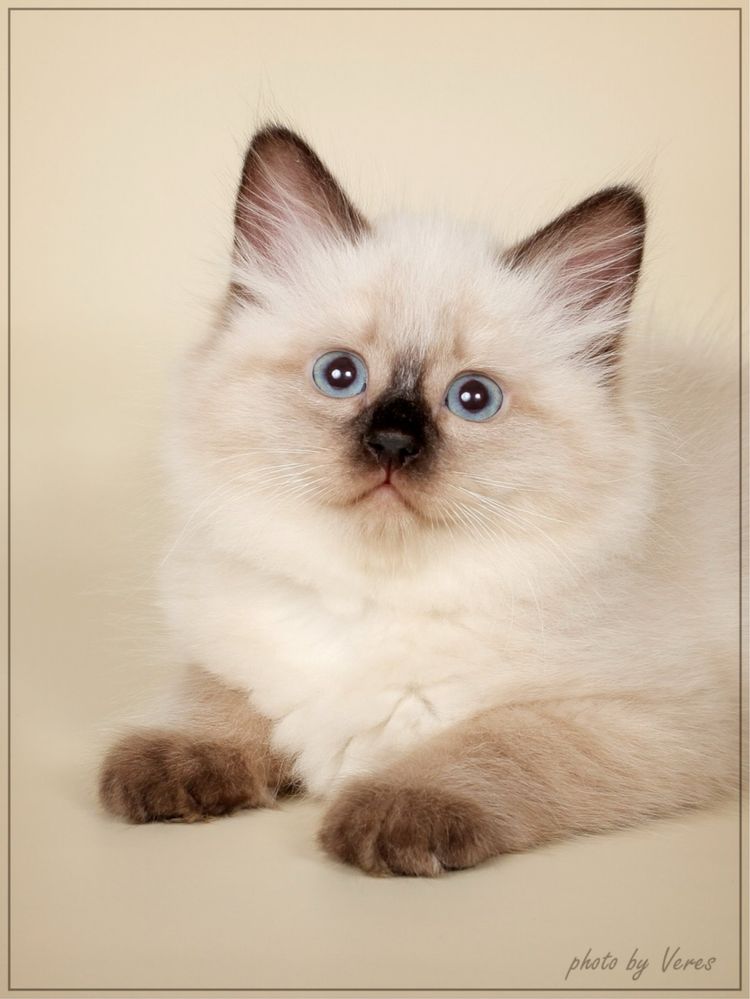 пушистый сиамский кошки кот