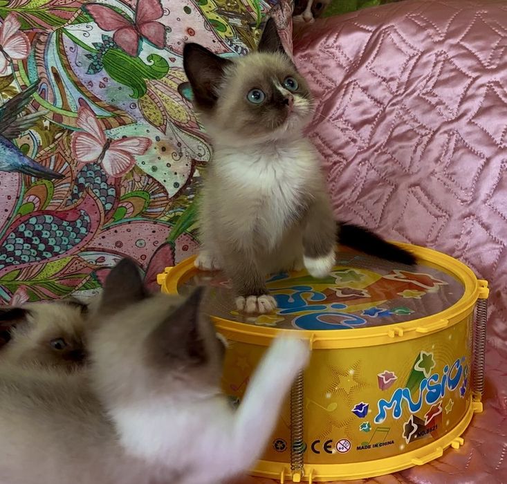 Рагдол / Регдол Ragdoll