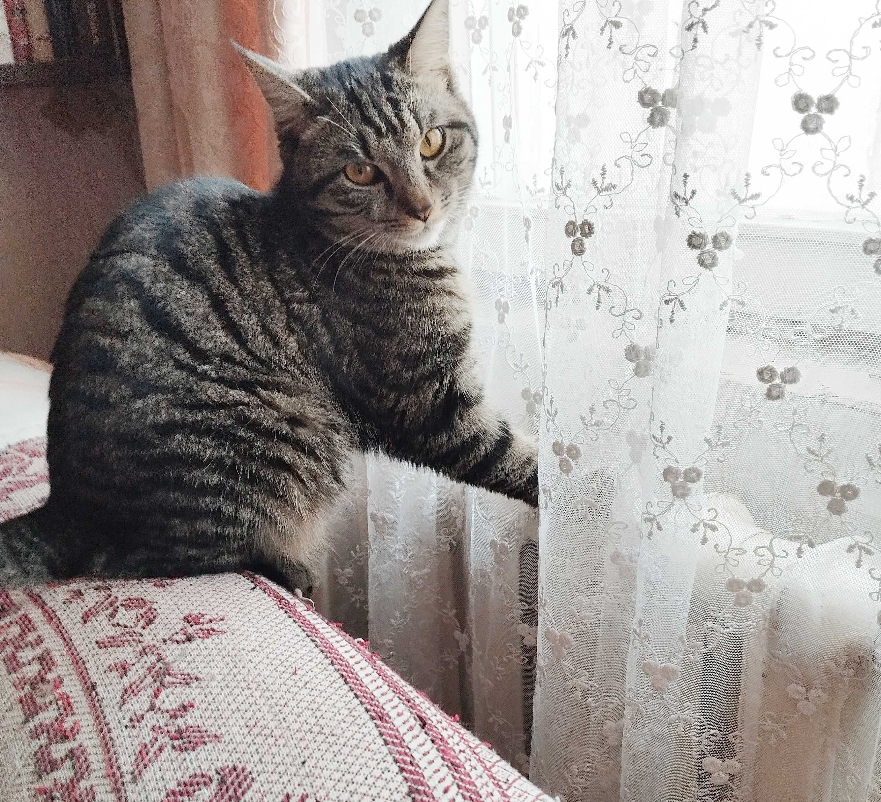 Отдам кошечку в добрые руки .