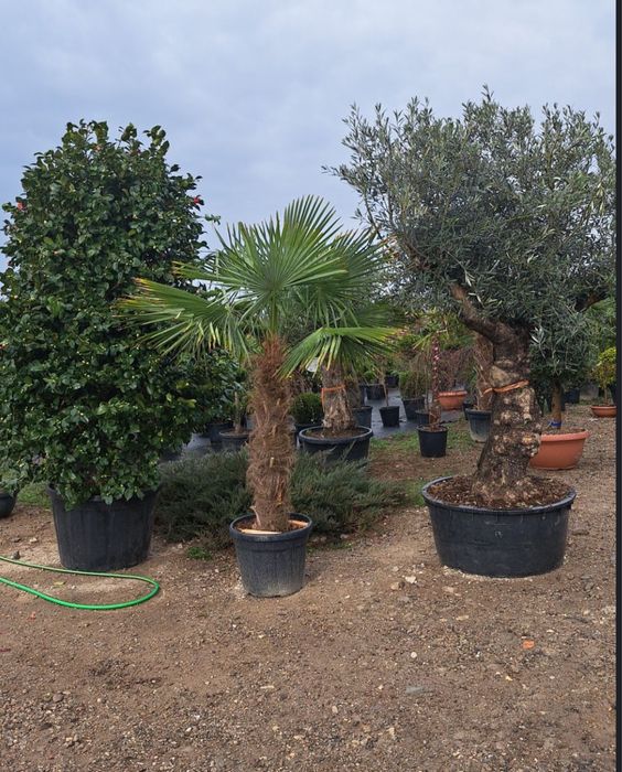 Vindem plante ornamentale copaci oriunde in tara