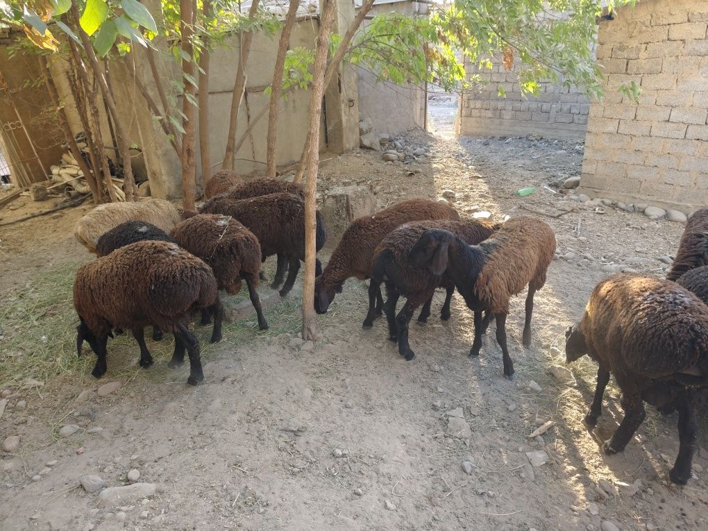 Qoylar qochqorlar