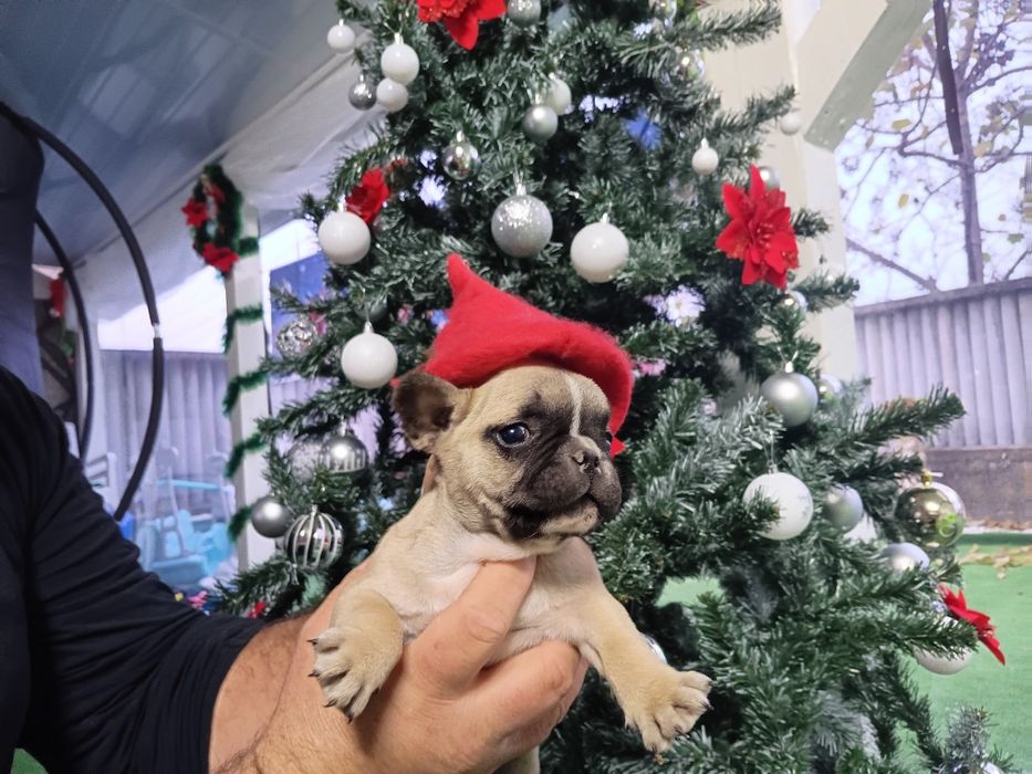 Френски булдог french bulldog