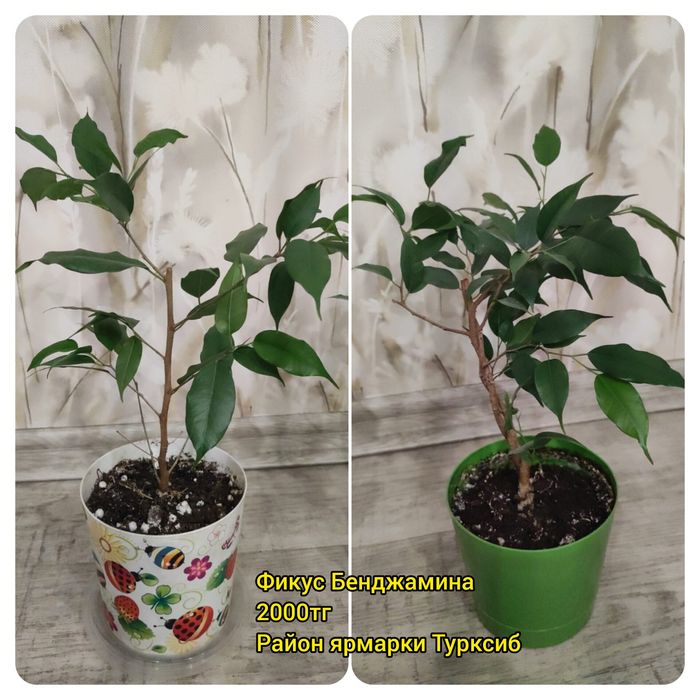 Продам комнатные растения (фикус Бенджамина, хлорофитум, сциндапсус)