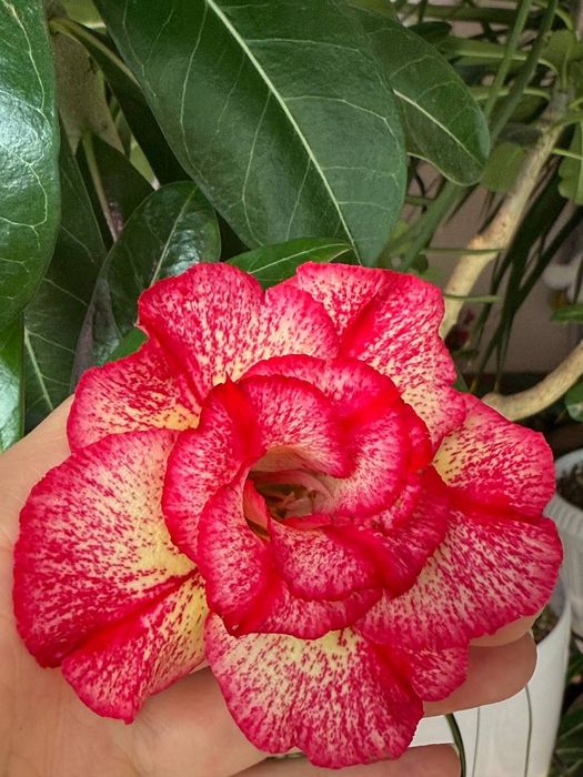 Продаю адениумы разных сортов