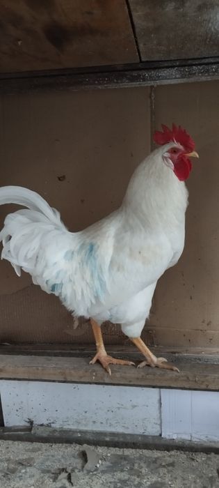 Продам молодого петуха.