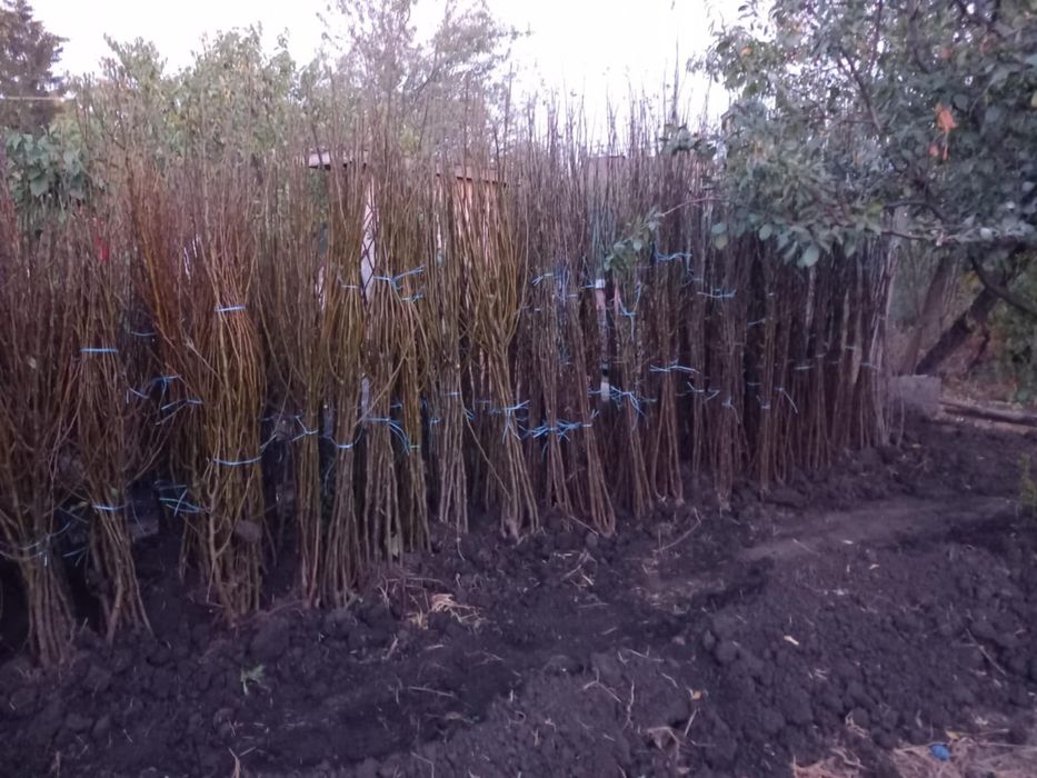 Vând pomi fructiferi si columnari anul 3