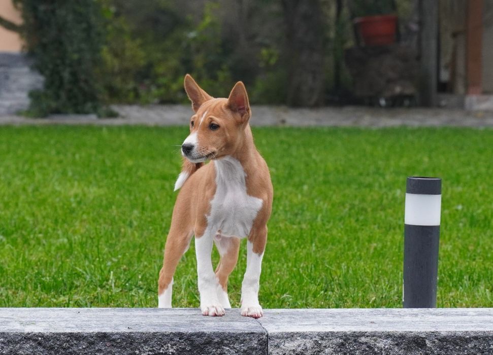 Vând mascul basenji