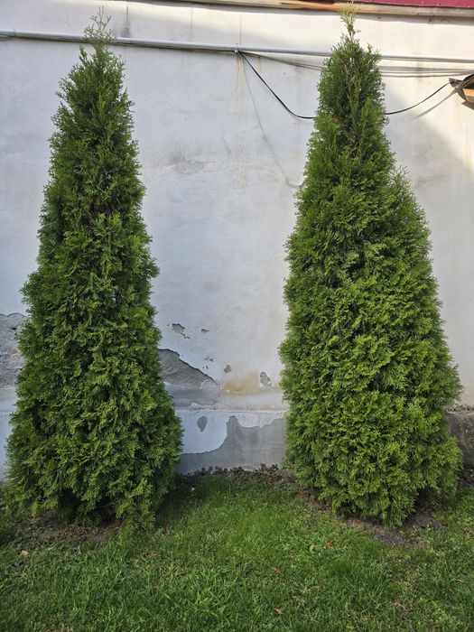 Tuia zmarald  înălțime 3 metri