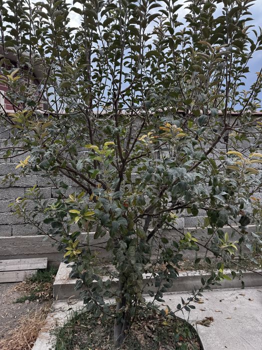 Алма ағашы күздік түбінен қазып әкетсеіңізде болады или отын ретінде