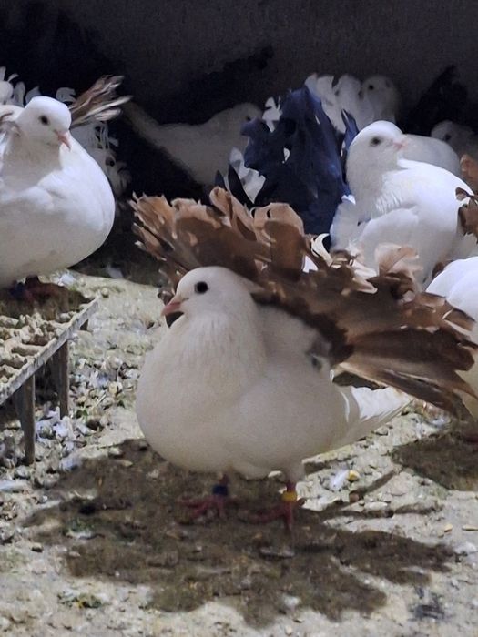 Porumbei voltati/rotați