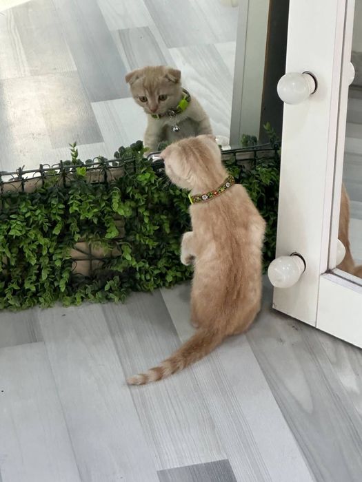 Скотиш фолд кошка продается