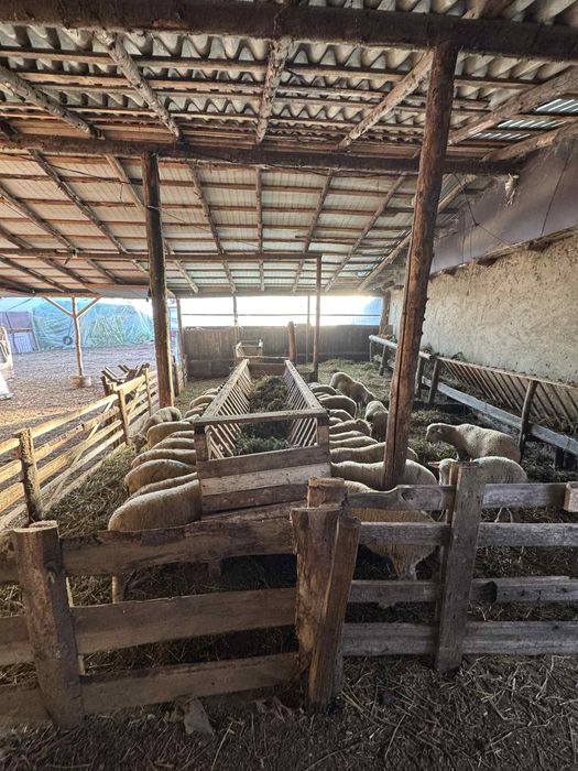 Vand miei /berbecuti