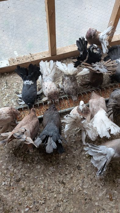 Vând porumbei voltați indieni