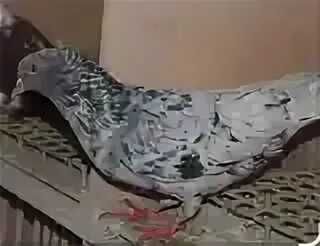 Бакинцы разные молодёжь