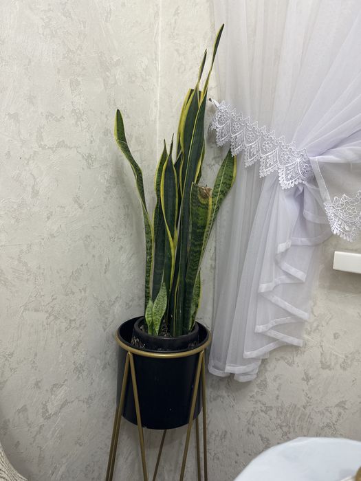 Комнатные растение