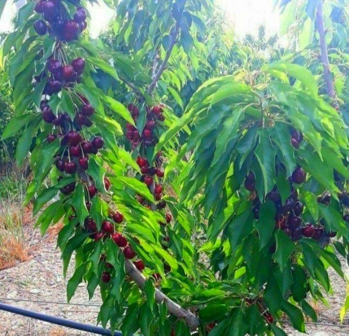 Мевали дарахтлар