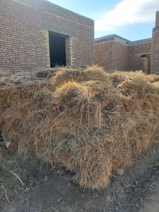 Beda, yo'rinja mol qoʻy Xayvonlar uchun