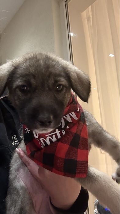 Подарява се бебе момиче