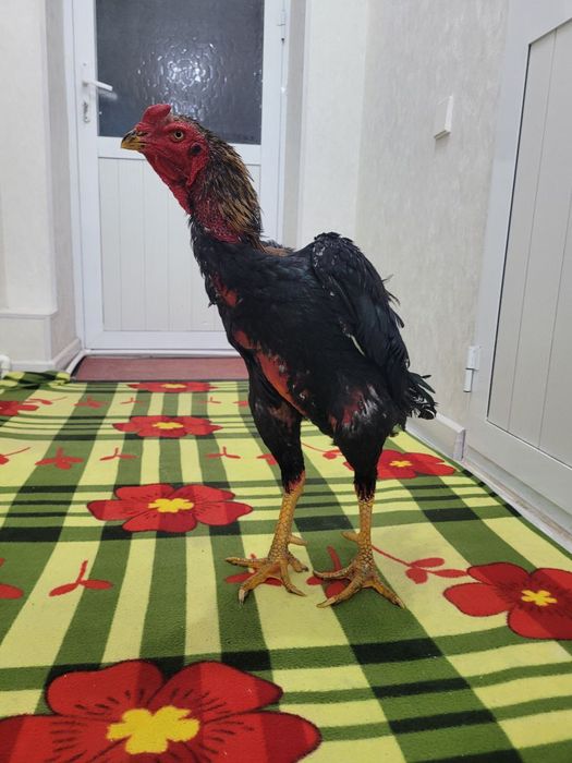 Корея 4.5-5 кг атрофида турловдан чиквои