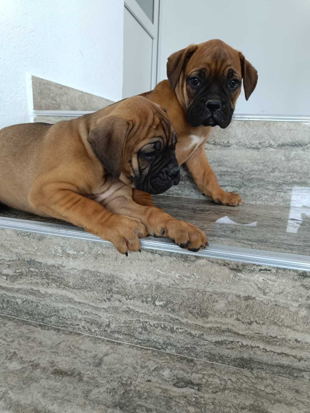 Catelusi boxer german superbi