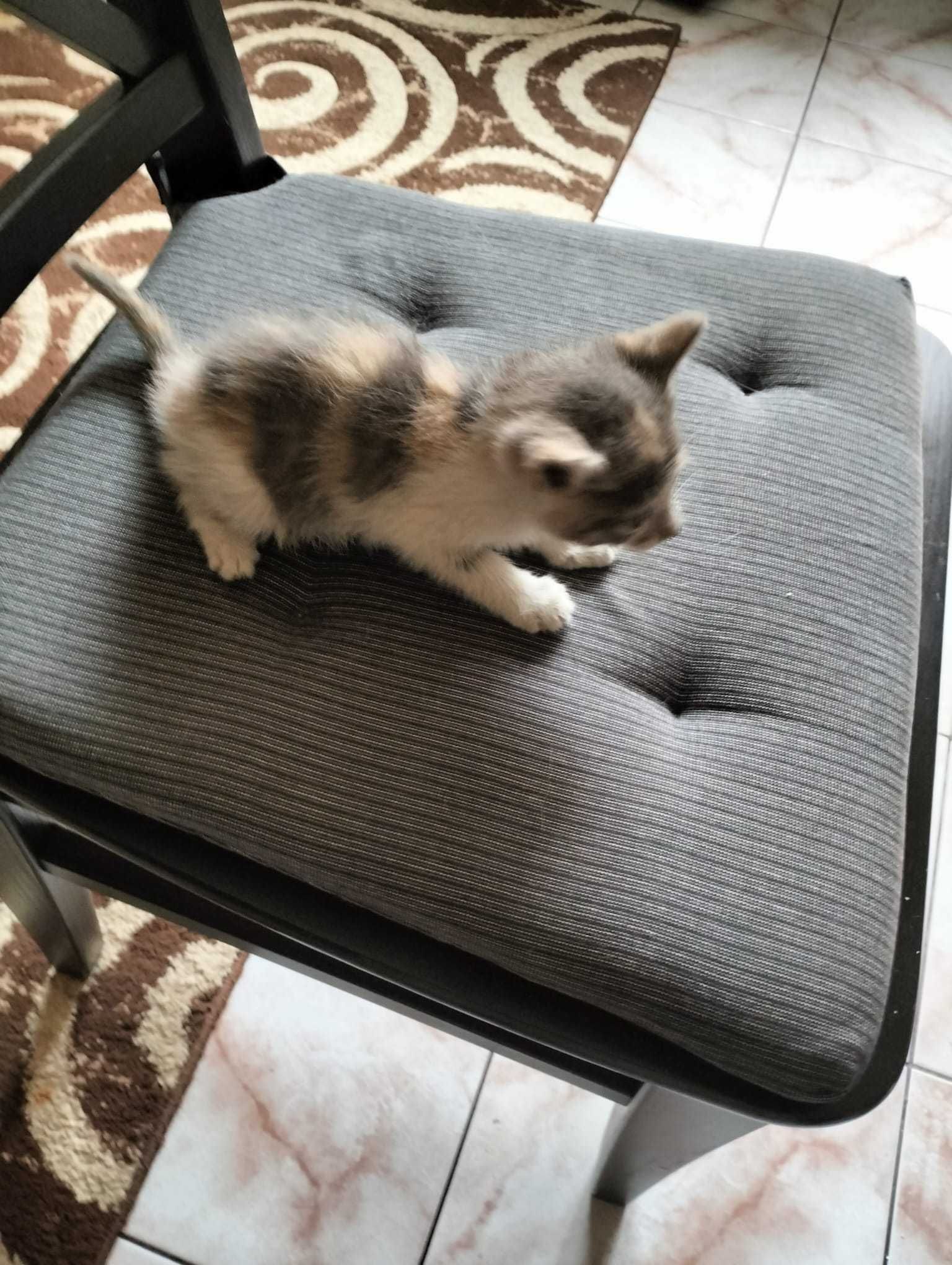 donez pui pisica 3 saptamani bucuresti sect 5