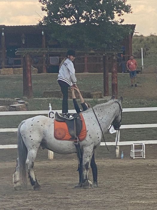 De Vanzare Pereche Cai APPALOOSA