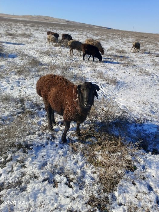 Кошкарлар сатам .