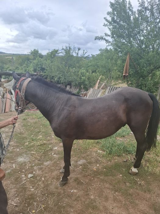 Vand cal castrat de sì caruta