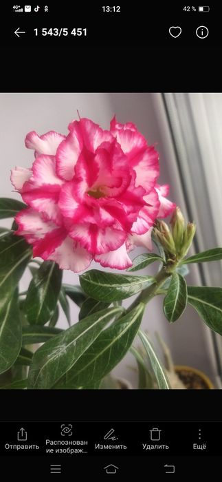 Адениумы сортовые