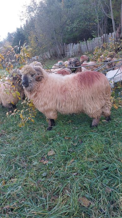 Berbeci bucalai de vânzare