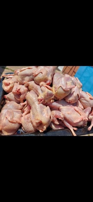 Vând prepelițe consum!