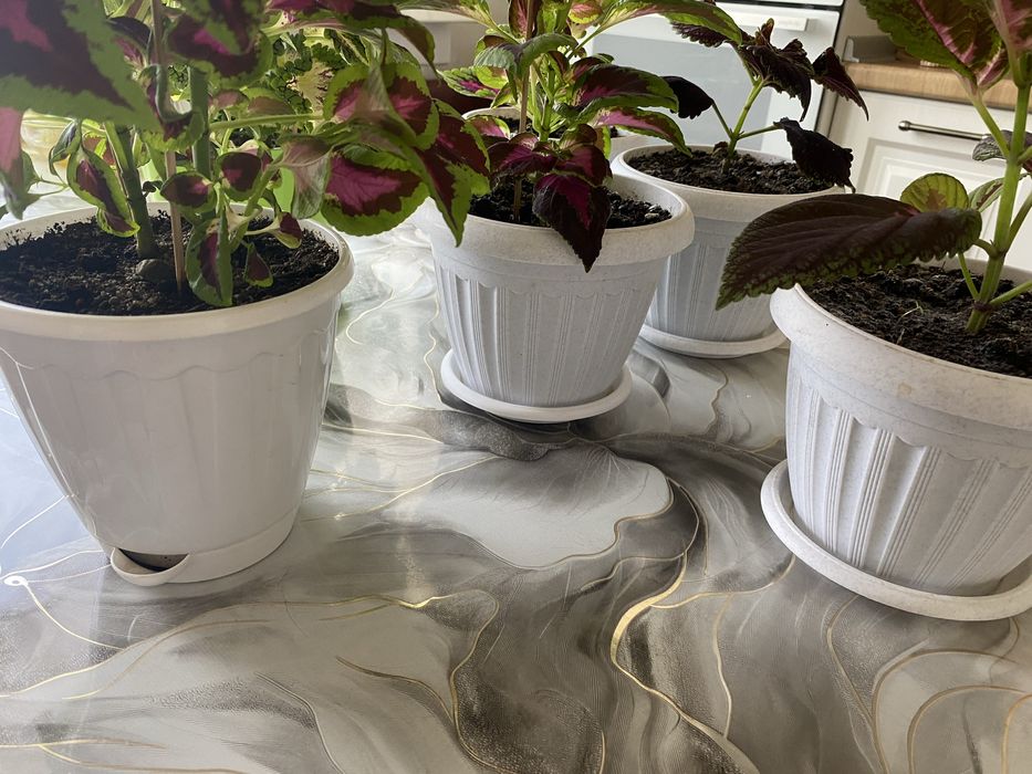 Декоративные комнатные растения