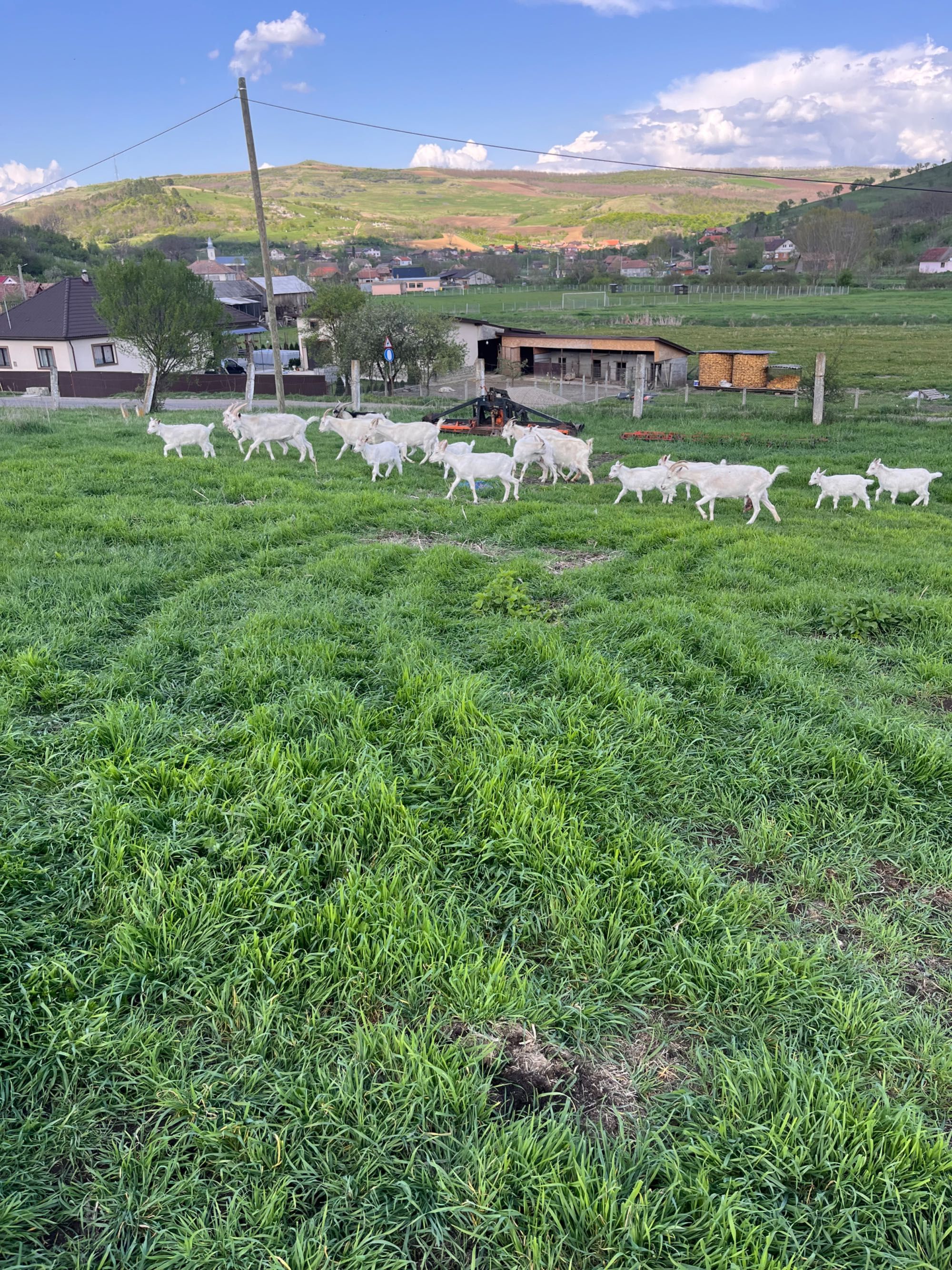 Capre cu iezi Saanen
