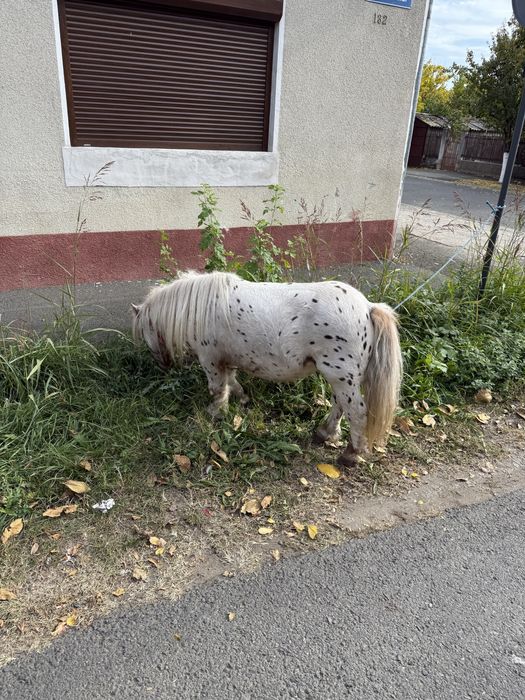 Vand ponei apalosa armasar